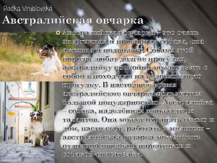 Австралийская овчарка – это очень энергичная и проворная собака, она активна и подвижна. Собаки