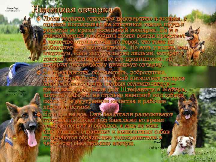 Немецкая овчарка Люди издавна относятся недоверчиво к волкам, с опаской поглядывая на хищников сквозь