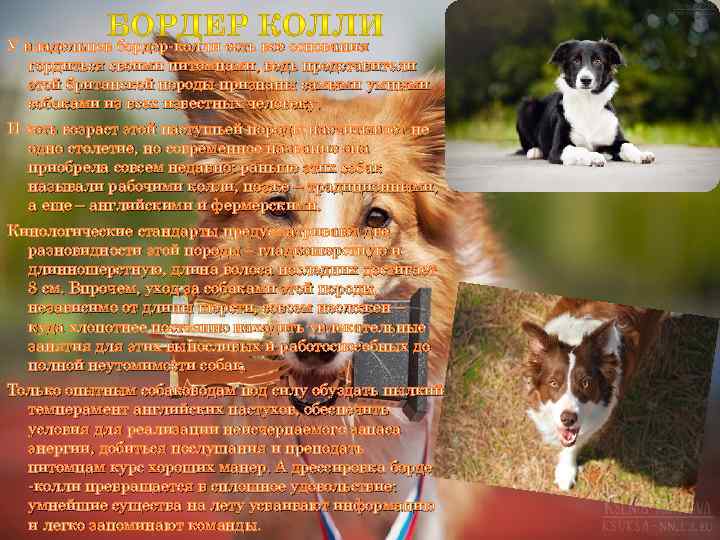 У владельцев бордер-колли есть все основания гордиться своими питомцами, ведь представители этой британской породы