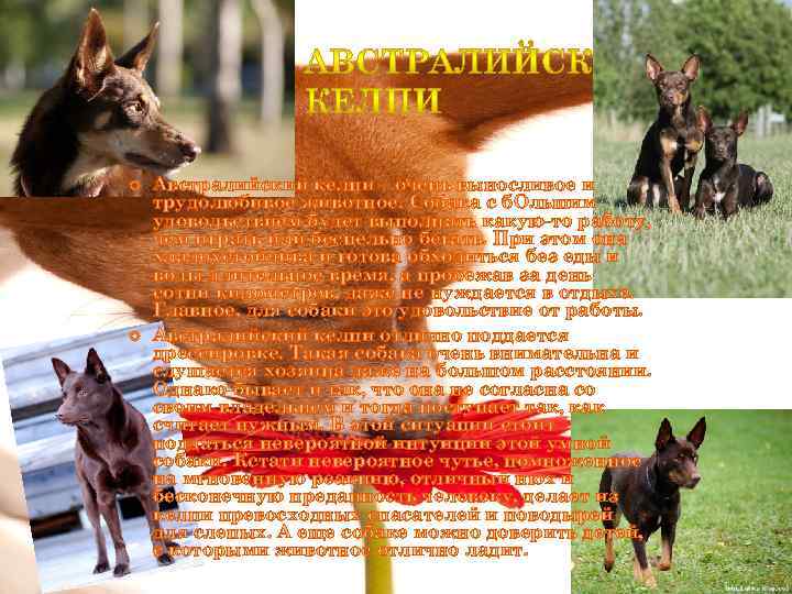  Австралийский келпи – очень выносливое и трудолюбивое животное. Собака с б. Ольшим удовольствием