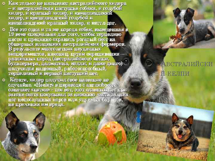  Как только не называют австралийского хилера – и австралийская пастушья собака, и голубой