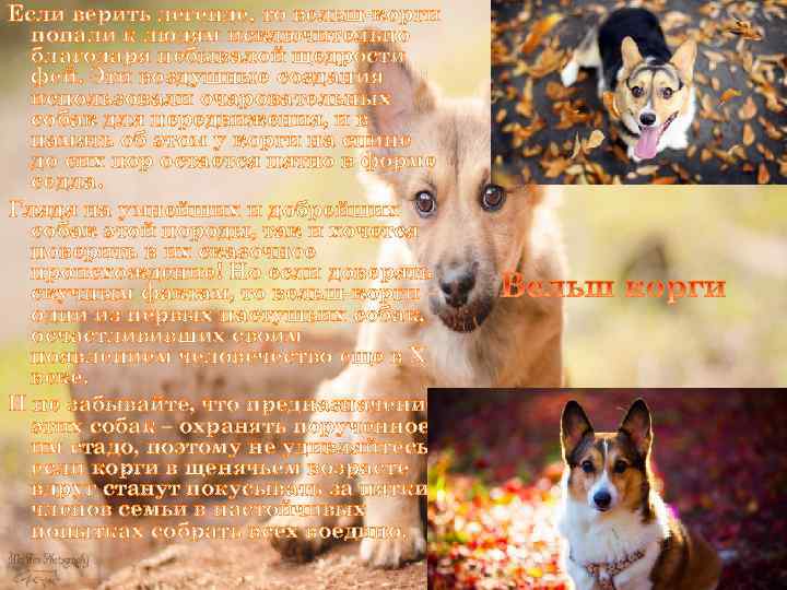 Если верить легенде, то вельш-корги попали к людям исключительно благодаря небывалой щедрости фей. Эти