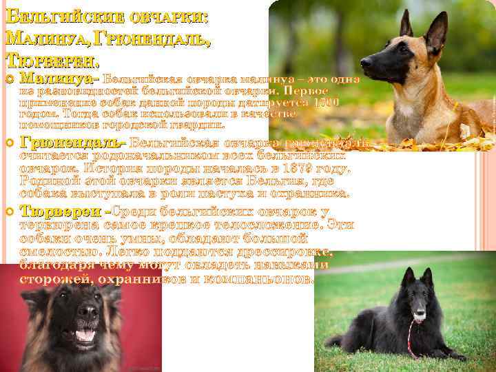 БЕЛЬГИЙСКИЕ ОВЧАРКИ: МАЛИНУА, ГРЮНЕНДАЛЬ, ТЮРВЕРЕН. Малинуа- Бельгийская овчарка малинуа – это одна Грюнендаль- Бельгийская