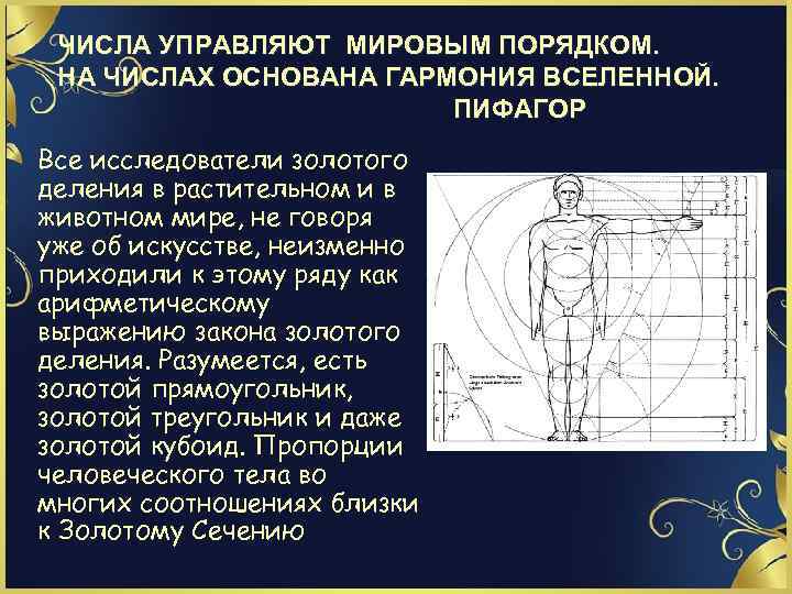 ЧИСЛА УПРАВЛЯЮТ МИРОВЫМ ПОРЯДКОМ. НА ЧИСЛАХ ОСНОВАНА ГАРМОНИЯ ВСЕЛЕННОЙ. ПИФАГОР Все исследователи золотого деления