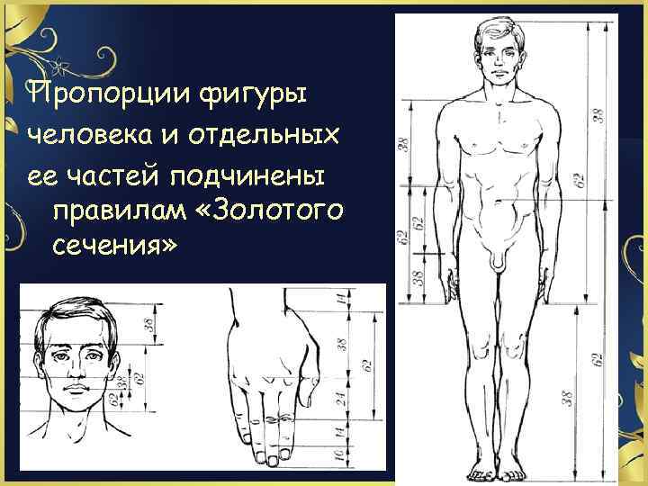 Пропорции фигуры человека и отдельных ее частей подчинены правилам «Золотого сечения» 