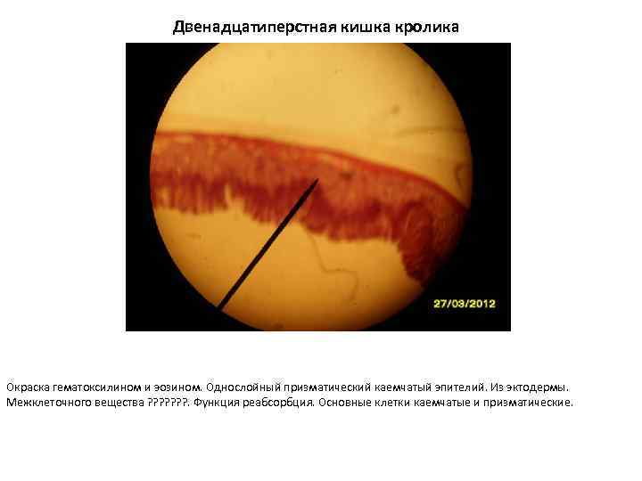 Двенадцатиперстная кишка кролика Окраска гематоксилином и эозином. Однослойный призматический каемчатый эпителий. Из эктодермы. Межклеточного