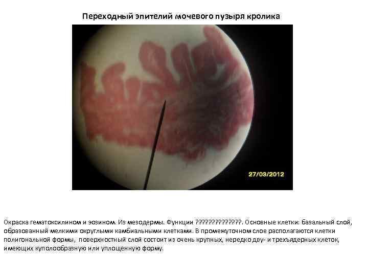 Переходный эпителий мочевого пузыря кролика Окраска гематоксилином и эозином. Из мезодермы. Функции ? ?