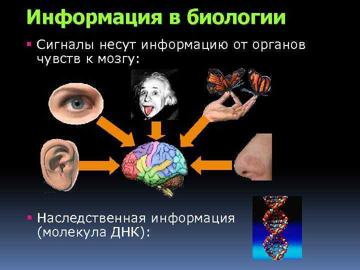 Информация в биологии § Сигналы несут информацию от органов чувств к мозгу: § Наследственная