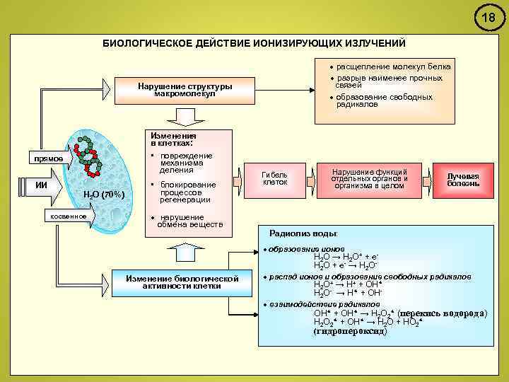 18 БИОЛОГИЧЕСКОЕ ДЕЙСТВИЕ ИОНИЗИРУЮЩИХ ИЗЛУЧЕНИЙ · расщепление молекул белка · разрыв наименее прочных связей