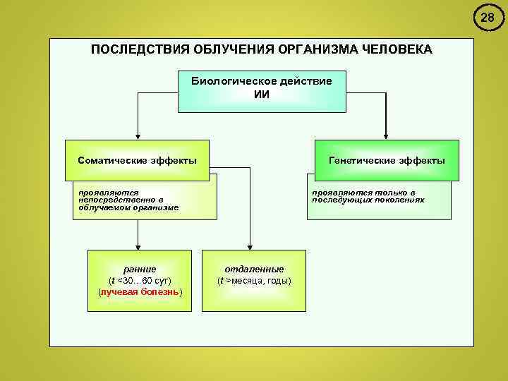 28 ПОСЛЕДСТВИЯ ОБЛУЧЕНИЯ ОРГАНИЗМА ЧЕЛОВЕКА Биологическое действие ИИ Соматические эффекты Генетические эффекты проявляются только