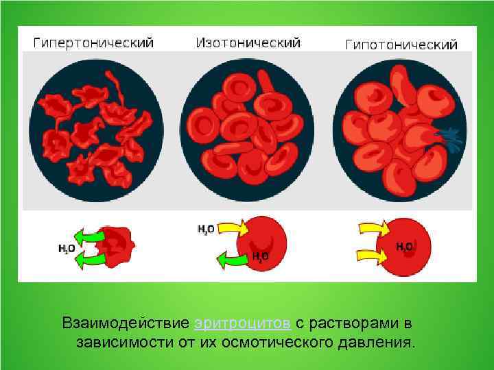 Взаимодействие эритроцитов с растворами в зависимости от их осмотического давления. 