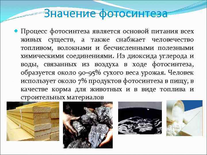 Значение фотосинтеза Процесс фотосинтеза является основой питания всех живых существ, а также снабжает человечество