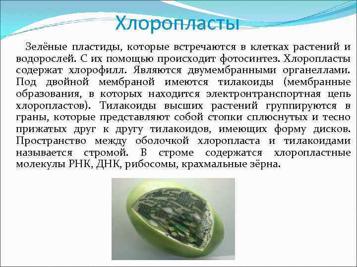 Хлоропласты Зелёные пластиды, которые встречаются в клетках растений и водорослей. С их помощью происходит