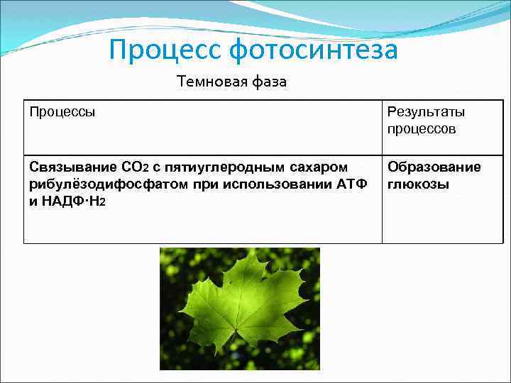 Процесс фотосинтеза Темновая фаза Процессы Результаты процессов Связывание CO 2 с пятиуглеродным сахаром рибулёзодифосфатом