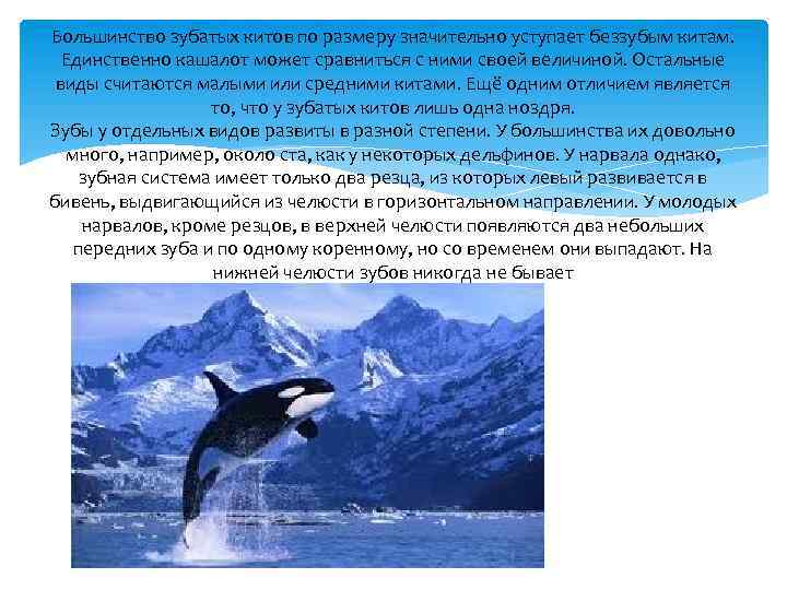 Большинство зубатых китов по размеру значительно уступает беззубым китам. Единственно кашалот может сравниться с