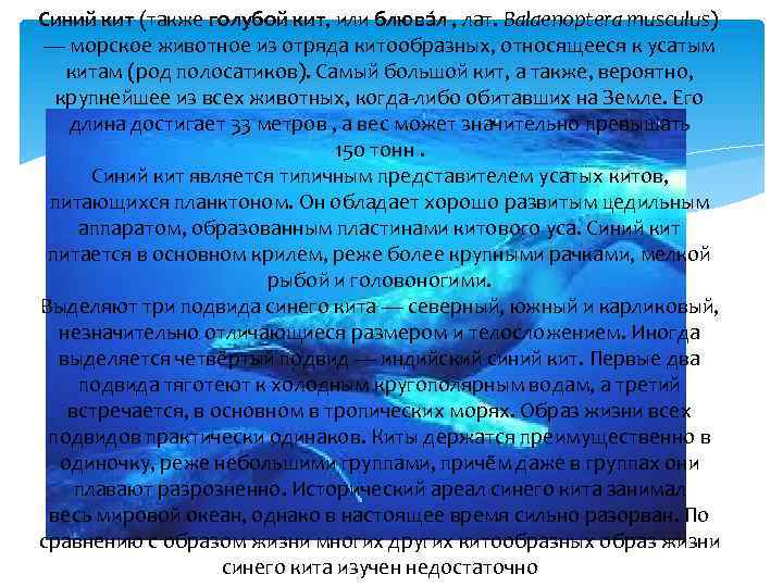 Синий кит (также голубой кит, или блюва л , лат. Balaenoptera musculus) — морское