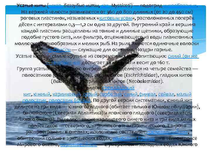  Усатые киты (устар. беззубые киты, лат. Mysticeti) — подотряд китообразных. На верхней челюсти