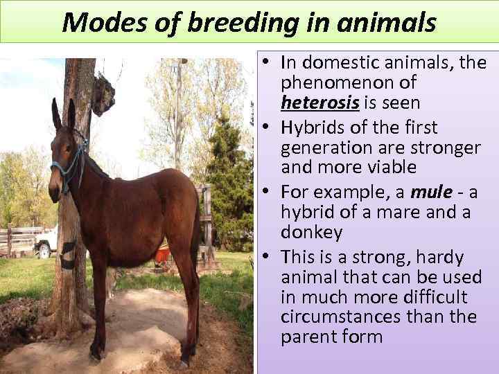 Modes of breeding in animals • In domestic animals, the phenomenon of heterosis is