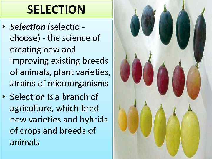 SELECTION • Selection (selectio choose) - the science of creating new and improving existing