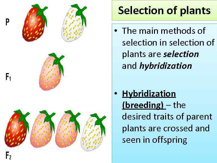 Selection of plants • The main methods of selection in selection of plants are