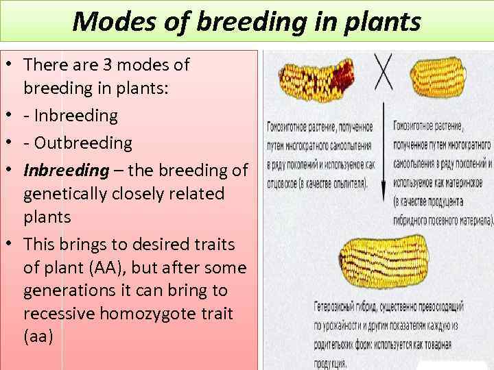 Modes of breeding in plants • There are 3 modes of breeding in plants: