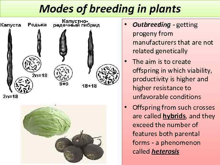 Modes of breeding in plants • Outbreeding - getting progeny from manufacturers that are