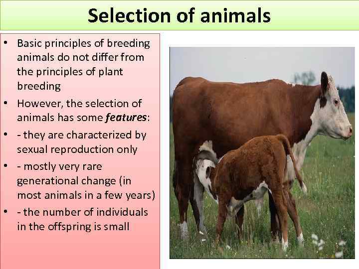 Selection of animals • Basic principles of breeding animals do not differ from the