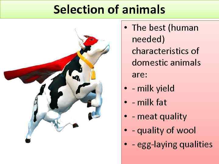 Selection of animals • The best (human needed) characteristics of domestic animals are: •