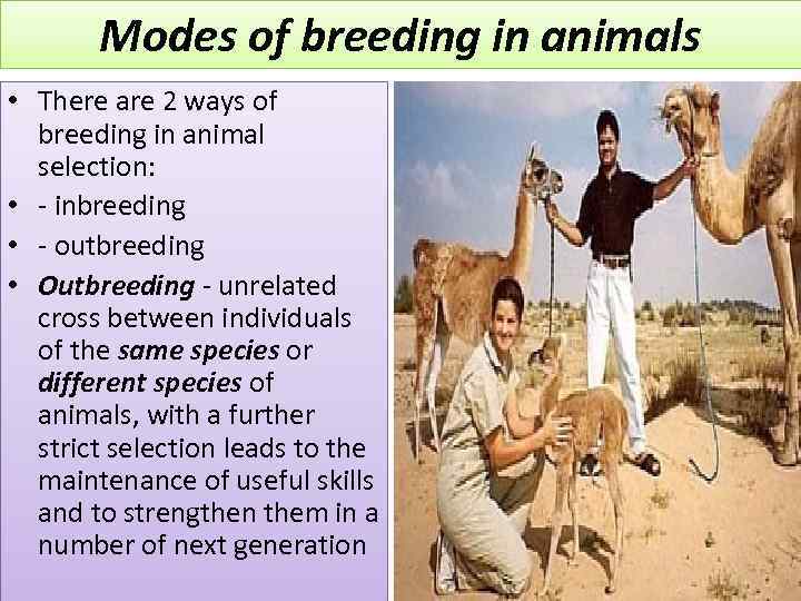 Modes of breeding in animals • There are 2 ways of breeding in animal