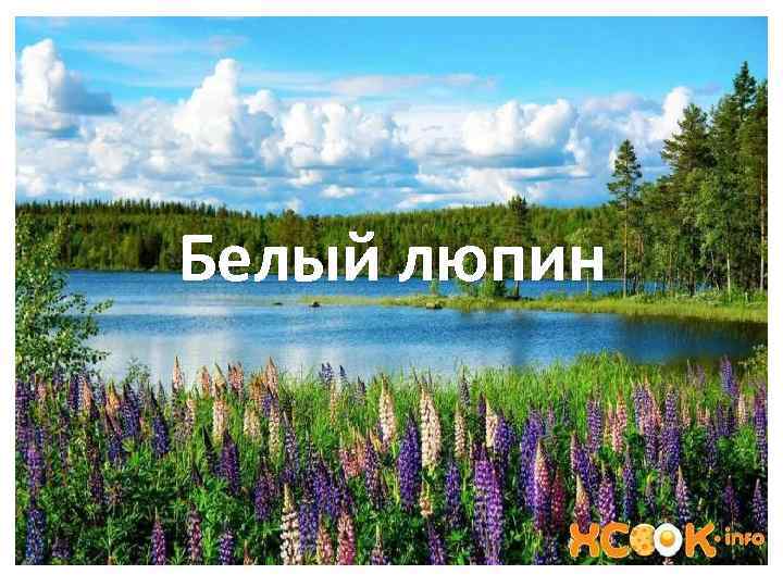 Белый люпин 