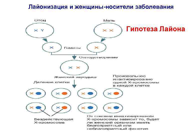 Болезни накопления Диагностика наследственной патологии Кафедра .