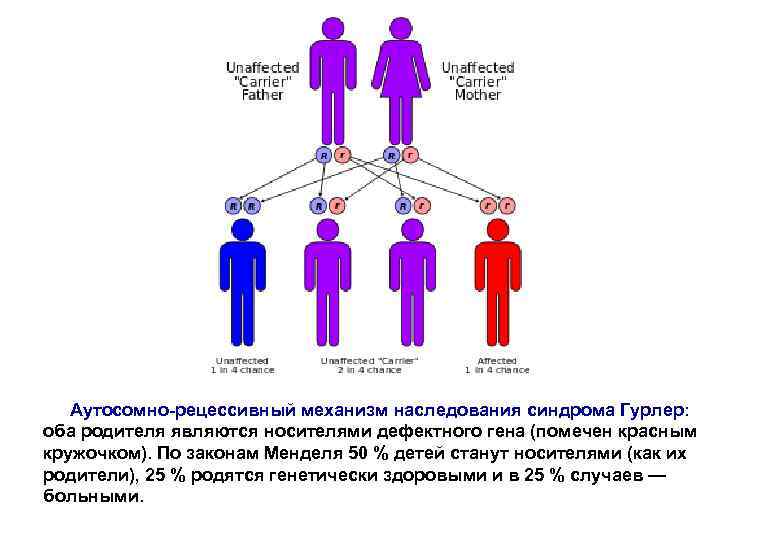 Аутосомно-рецессивный механизм наследования синдрома Гурлер: оба родителя являются носителями дефектного гена (помечен красным кружочком).