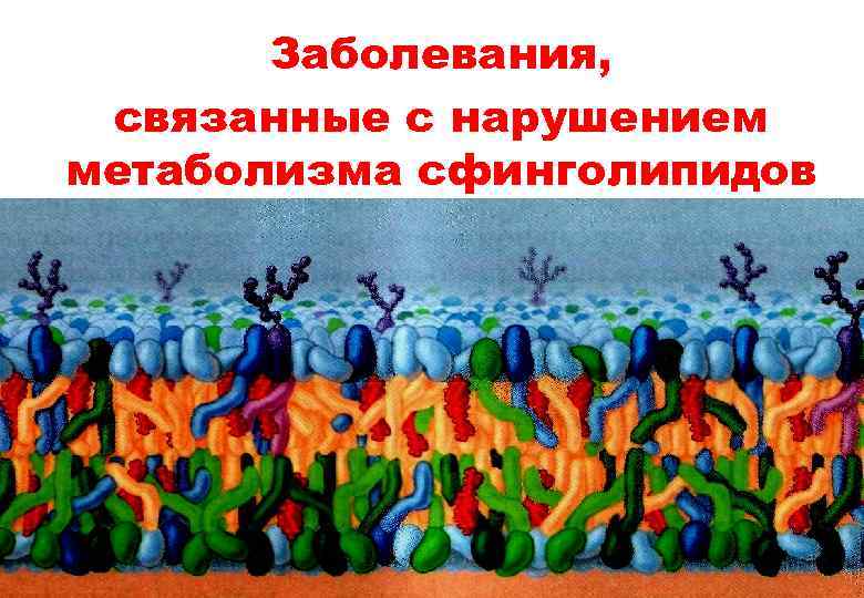 Заболевания, связанные с нарушением метаболизма сфинголипидов 