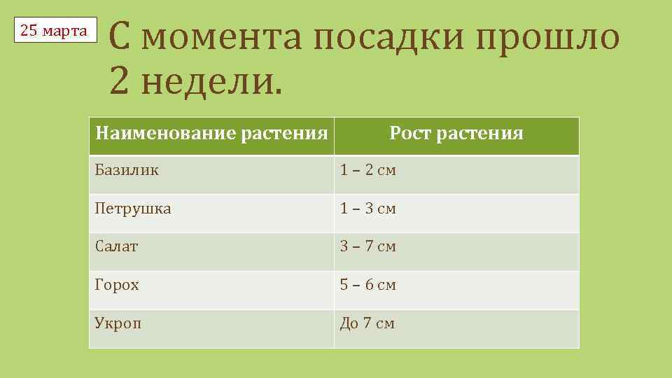 25 марта С момента посадки прошло 2 недели. Наименование растения Рост растения Базилик 1