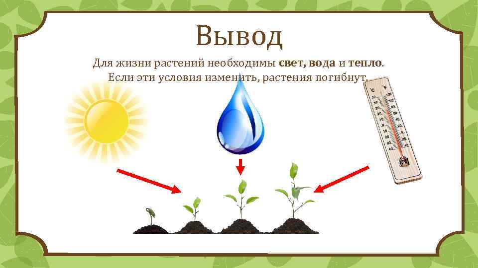 Значение роста в жизни растений 5. Условия роста растений. Условия необходимые для роста растений. Схема роста растения. Условия роста и развития растений.