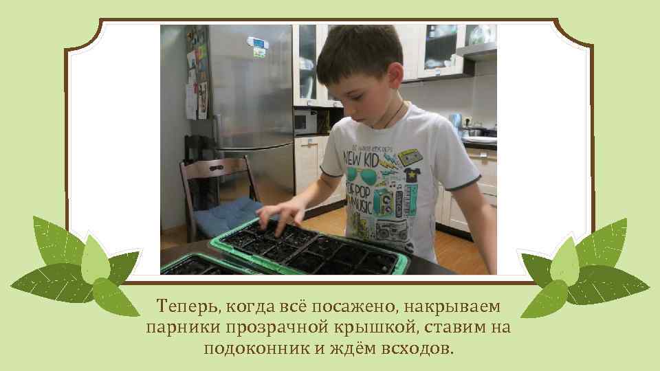 Теперь, когда всё посажено, накрываем парники прозрачной крышкой, ставим на подоконник и ждём всходов.