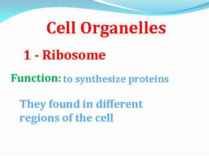 Cell Organelles 1 - Ribosome Function: to synthesize proteins They found in different regions