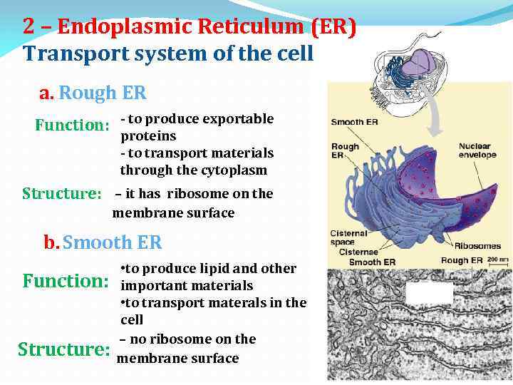 2 – Endoplasmic Reticulum (ER) Transport system of the cell a. Rough ER Function: