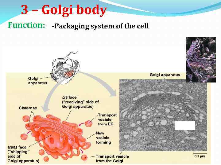 3 – Golgi body Function: -Packaging system of the cell 