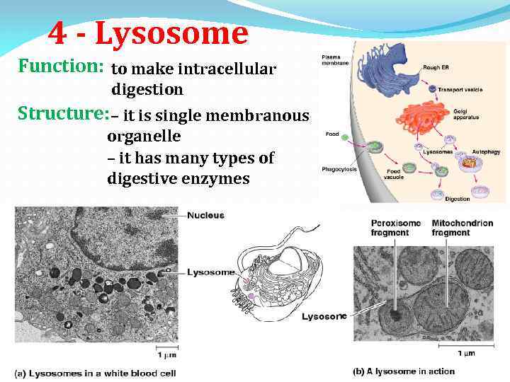 4 - Lysosome Function: to make intracellular digestion Structure: – it is single membranous