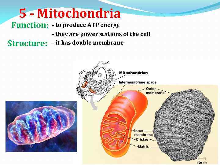 5 - Mitochondria Function: Structure: – to produce ATP energy – they are power