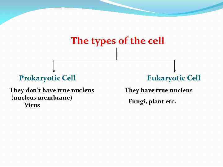 The types of the cell Prokaryotic Cell They don’t have true nucleus (nucleus membrane)