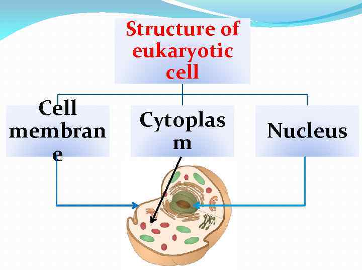 Structure of eukaryotic cell Cell membran e Cytoplas m Nucleus 