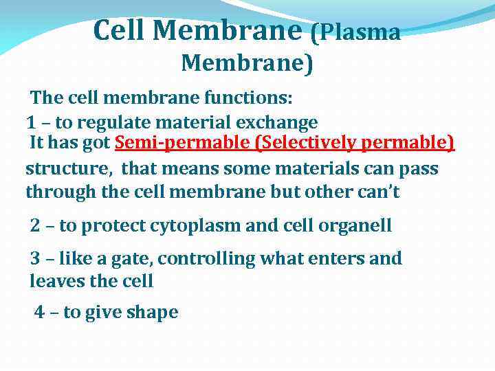 Cell Membrane (Plasma Membrane) The cell membrane funсtions: 1 – to regulate material exchange