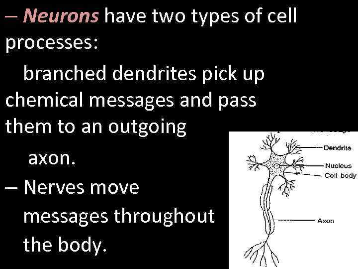 – Neurons have two types of cell processes: branched dendrites pick up chemical messages