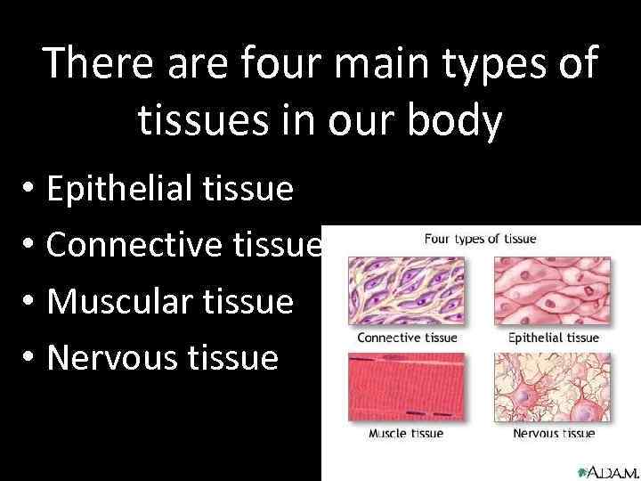 There are four main types of tissues in our body • Epithelial tissue •