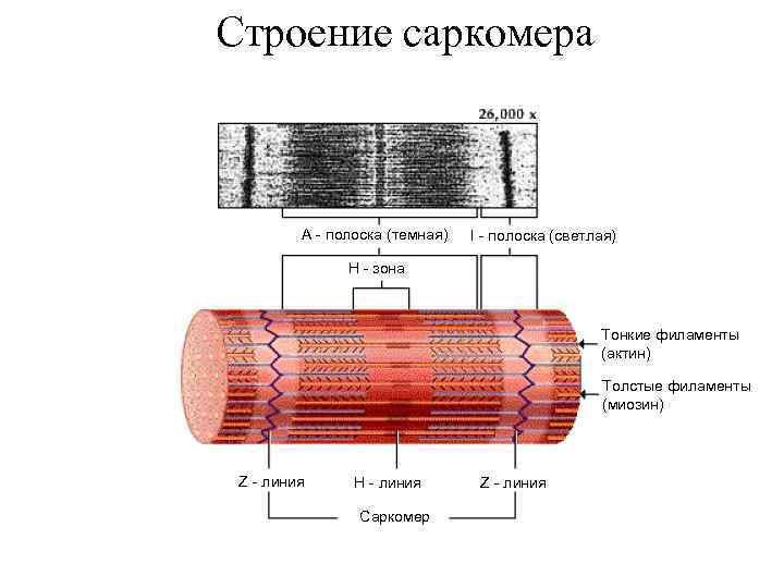 Схема организации саркомера