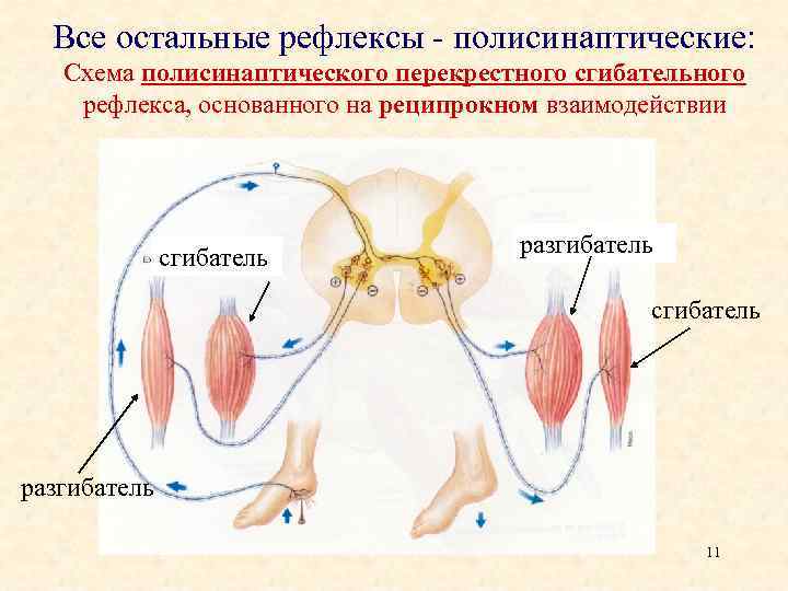 Все остальные рефлексы - полисинаптические: Схема полисинаптического перекрестного сгибательного рефлекса, основанного на реципрокном взаимодействии