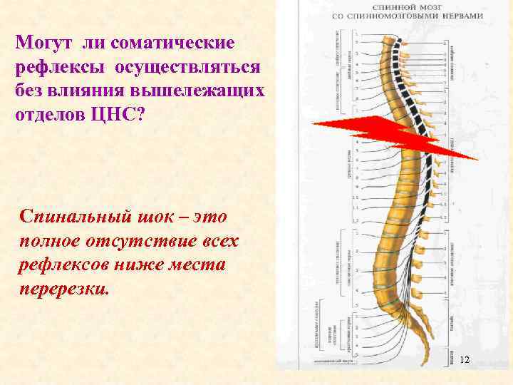 Спинальный шок презентация