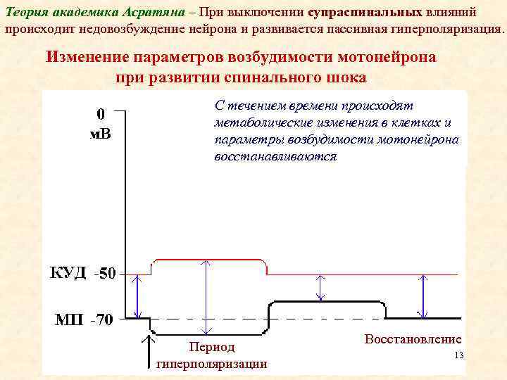 Теория академика Асратяна – При выключении супраспинальных влияний происходит недовозбуждение нейрона и развивается пассивная